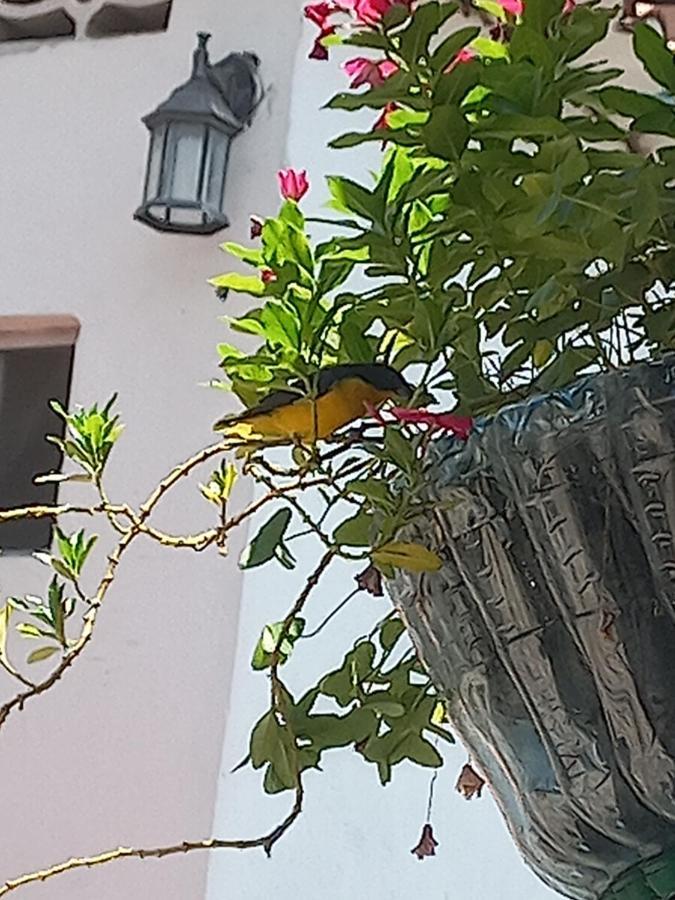 Hotel Villa Maritza Melgar Eksteriør billede